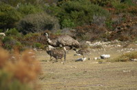 b&eacute;b&eacute;s Emeu avec leur maman