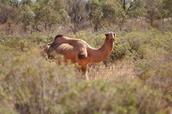 camel