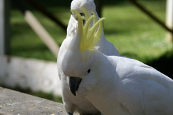 cockatoo