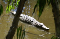 croco_daintree