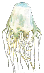 Box Jelly Fish