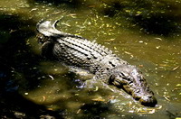 Salt Water Crocodile dans le Nord du Queensland
