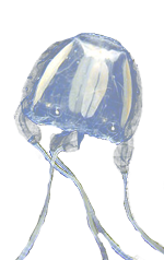Irukandji Jelly Fish