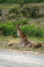 kangourou yuraygir