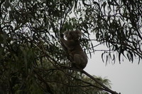 koalas wye