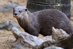 loutre