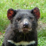 Embleme animal de Tasmanie