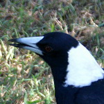 Embleme oiseau de L'Australie M�ridionale