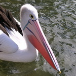 Pelican