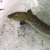 Une belle anguille Jaune tachet�e