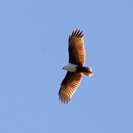 Sea Eagle