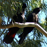 Red tailed black cockactoo