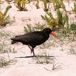 Oystercatcher