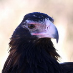 Embleme oiseau  du Territoire du Nord