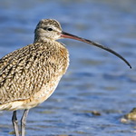 Curlew