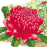 Embleme floral de la Nouvelle Galles du Sud