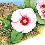 Embleme floral du Territoire du Nord