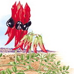 Embleme floral de L'Australie M�ridionale