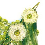 Embleme floral de Tasmanie