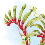 Embleme floral de L'Australie Occidentale