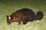 possum