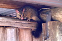 possum