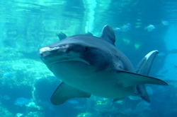 requin taureau
