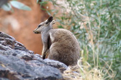 wallaby