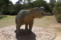 wombat