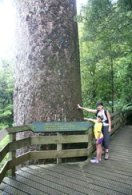 kauri tuahu