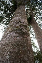 kauri