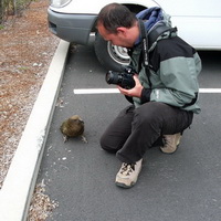 Kea sur le parking d'Arthur Pass National Park avec son photographe